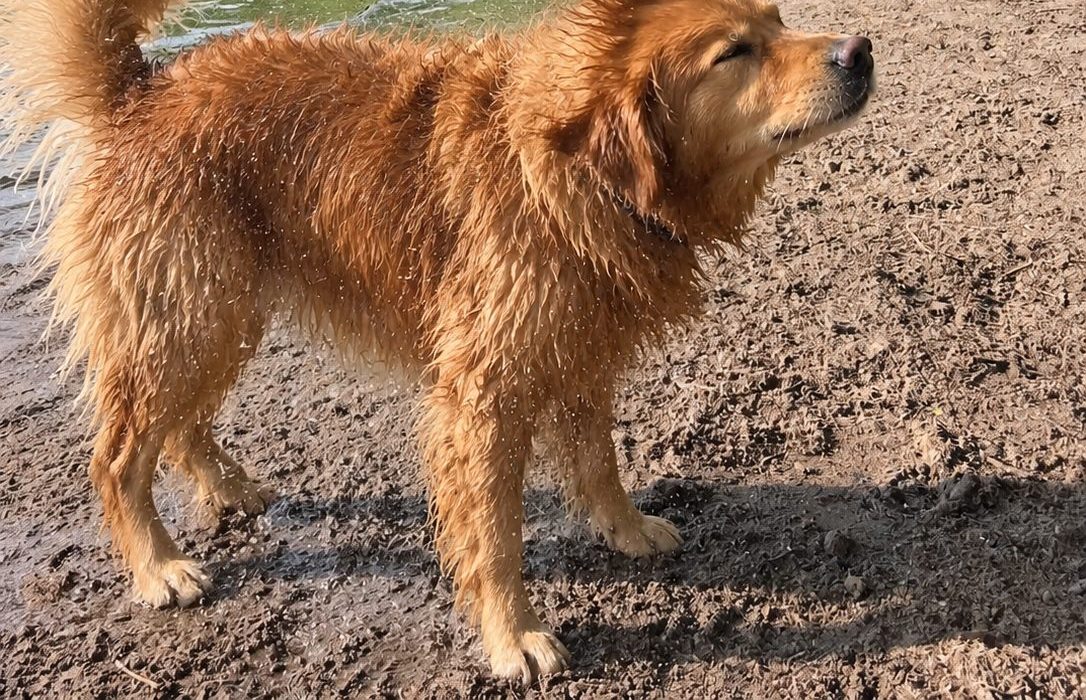 Nasser Hund schüttelt sich am sandigen Ufer