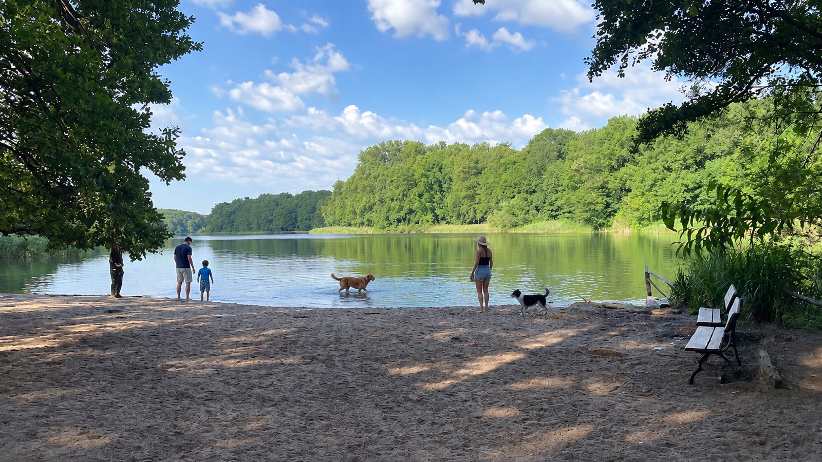 Weiter Sandstrand mit Menschen und Hunden am See vor Wald