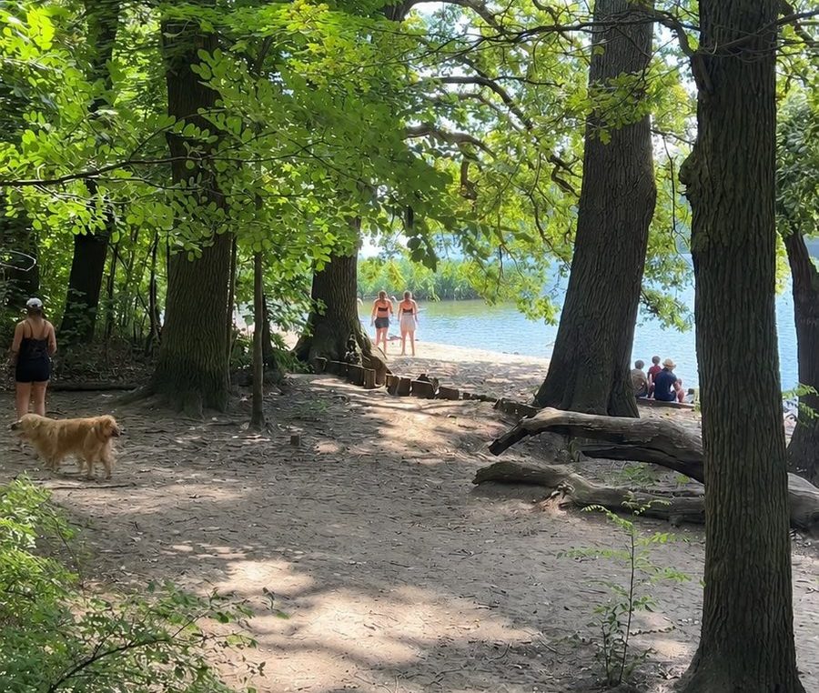Waldlichtung mit hohen Bäumen und Blick auf den See
