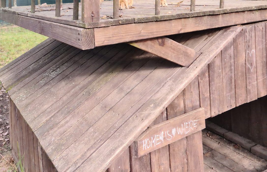 Hunde auf der Fläche in Hohenschönhausen