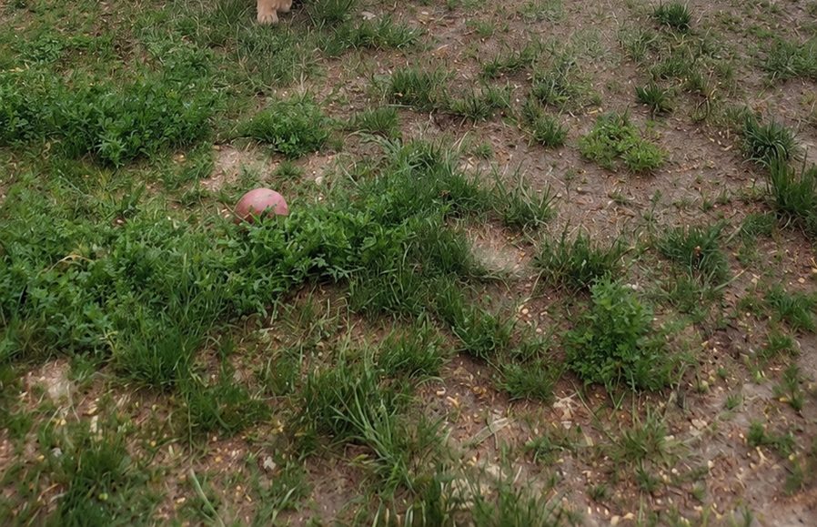 Hunde beim Spielen auf der Fläche