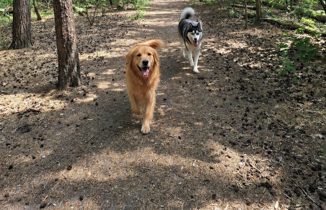 Hunde im Waldgebiet Kladow