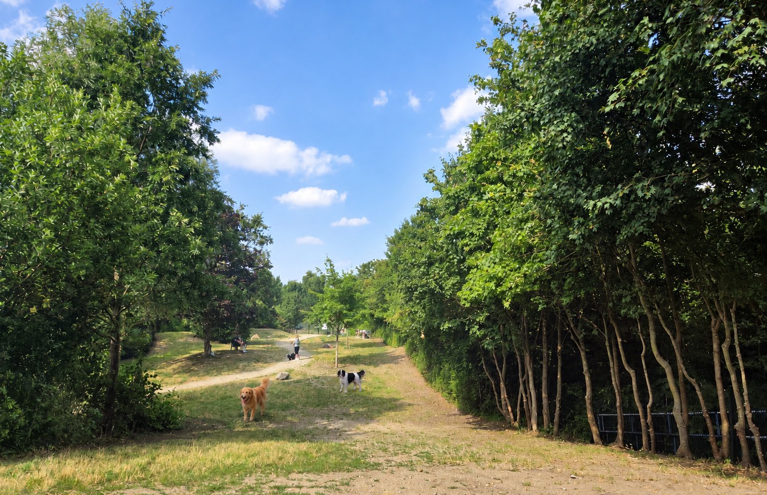 Hunde auf der Fläche in Marzahn