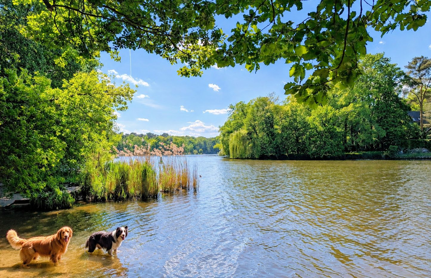 Hunde am Seeufer zwischen Pohlesee und Stölpchensee