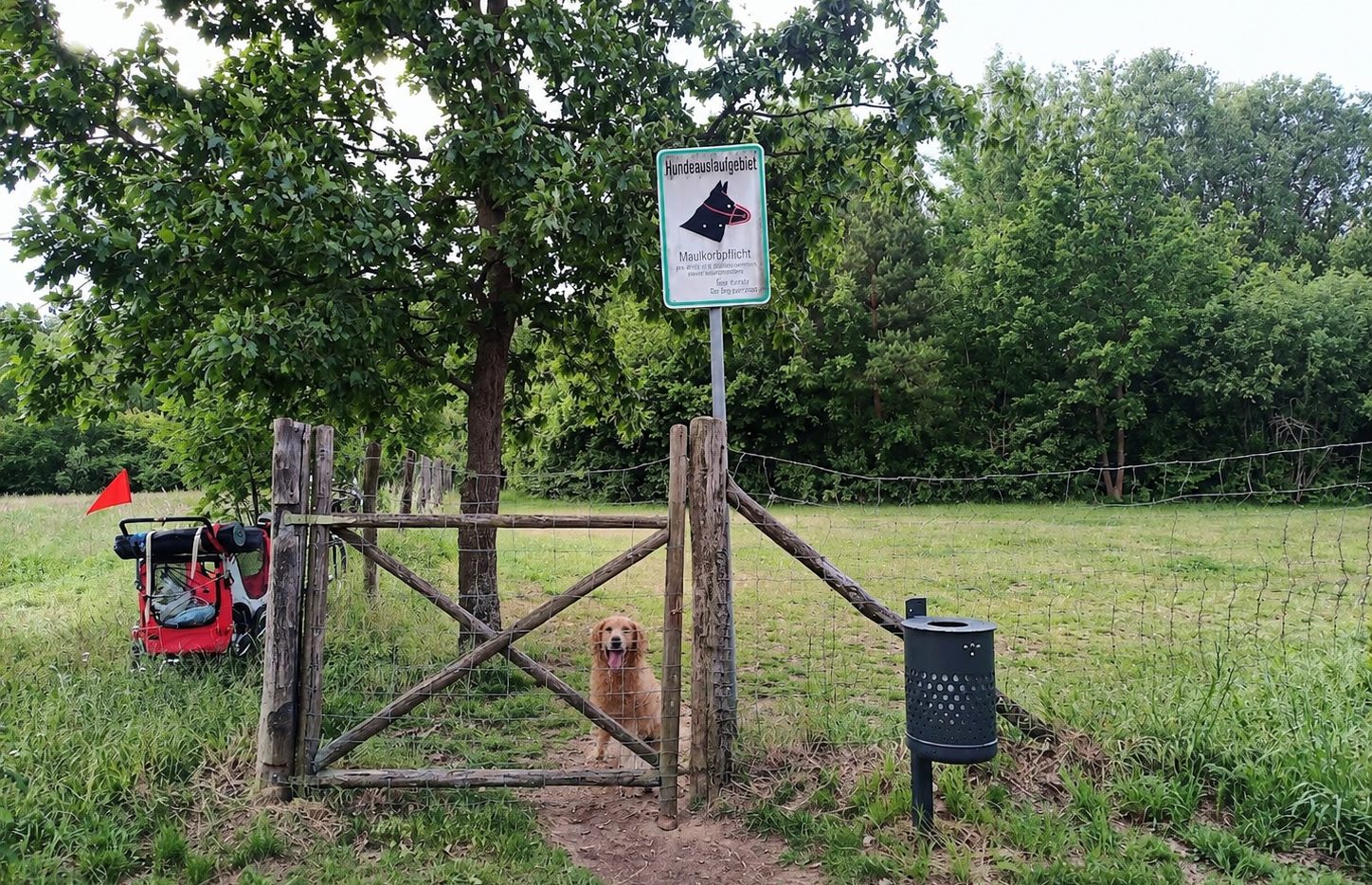 Hunde auf der Fläche in Templin