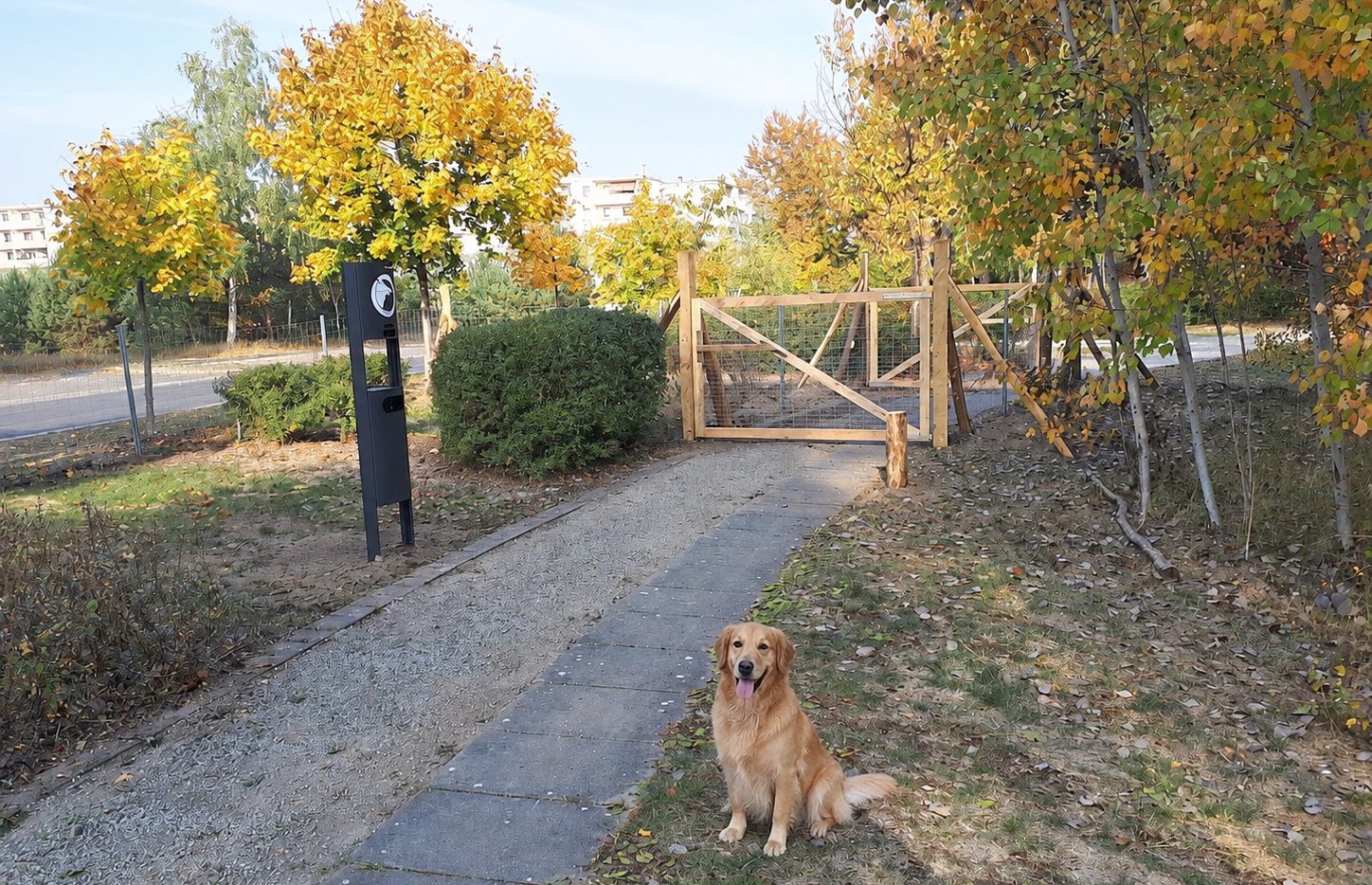 Hunde beim Spielen auf dem Gelände