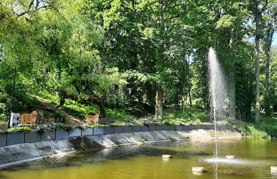 Hund auf dem Platz