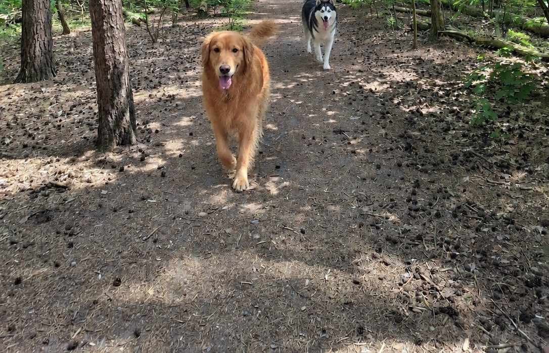Hunde auf der offenen Fläche am Feldrand