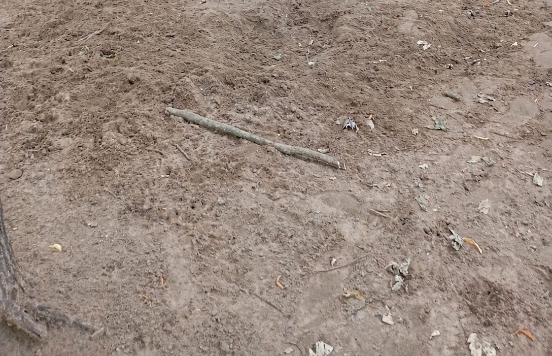 Hunde beim Spielen auf der Fläche