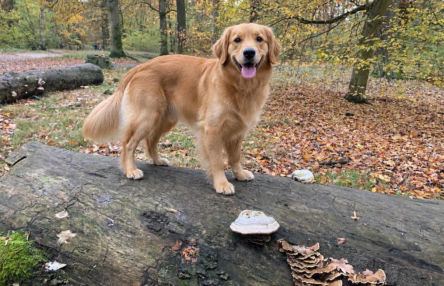 Hund auf der Wiese