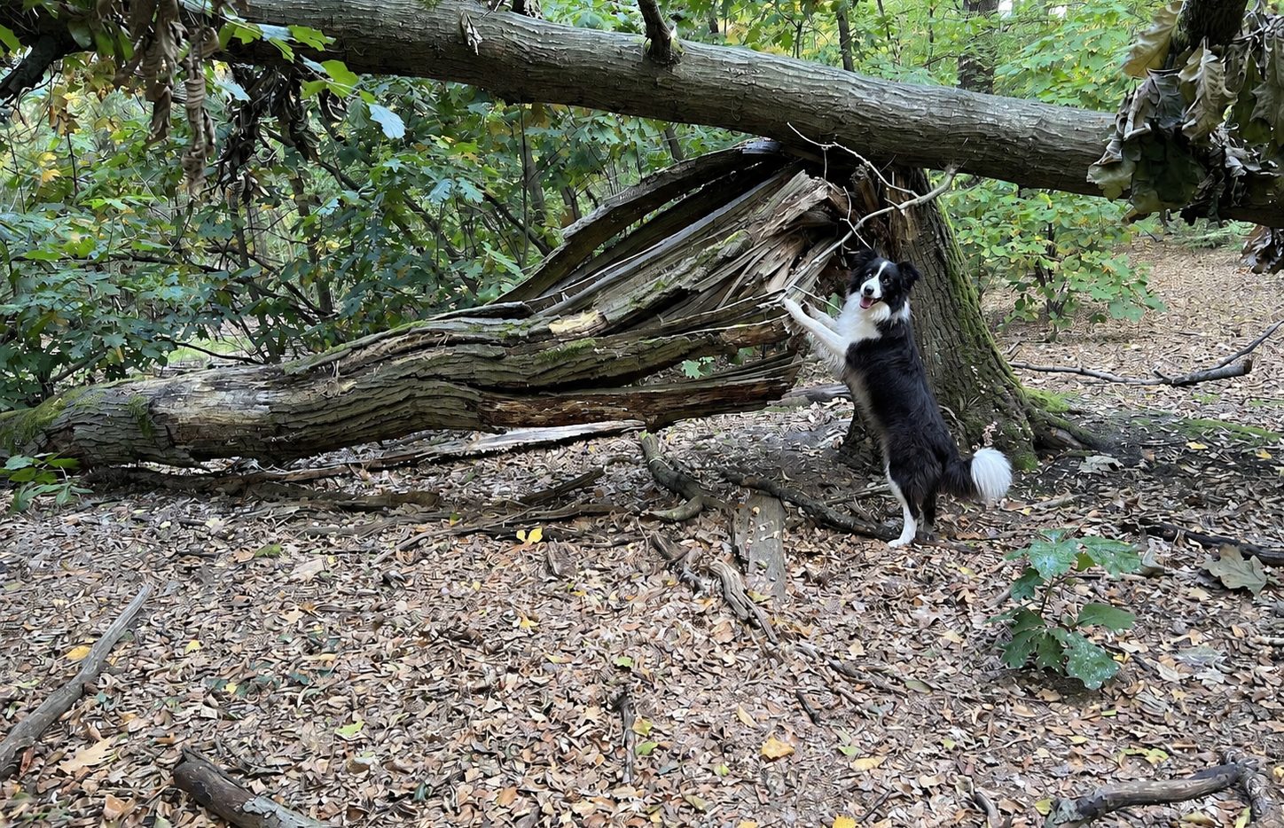 Hunde im Waldgebiet Hakenfelde