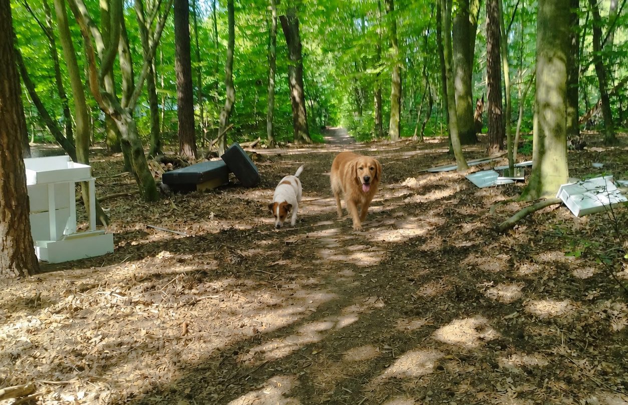 Hunde beim Spielen im Waldgebiet
