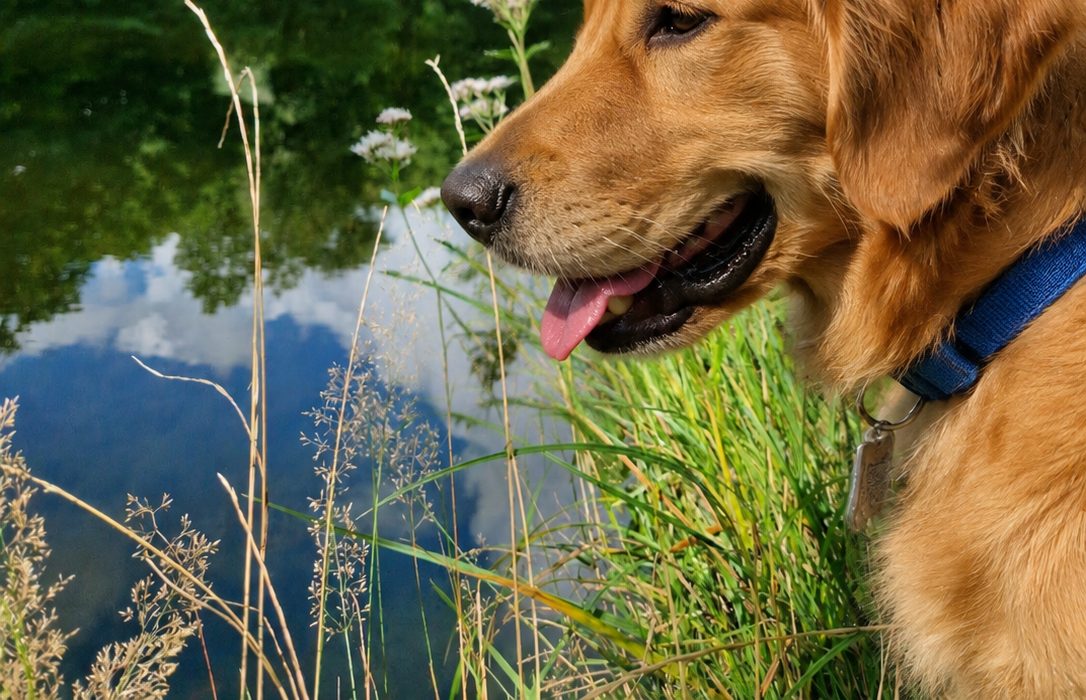 Hund im Wald
