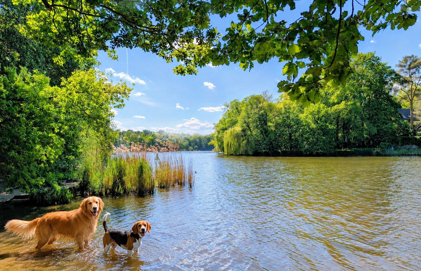 Hunde am Seeufer im Düppeler Forst