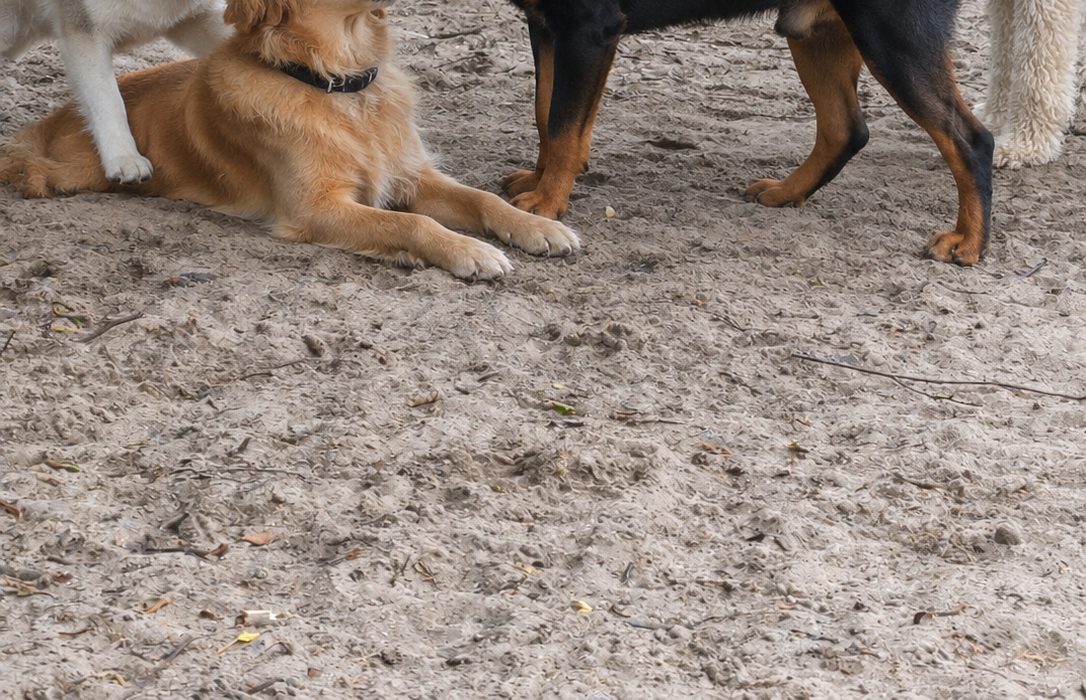 Hunde auf der Wiese am Fennpfuhl