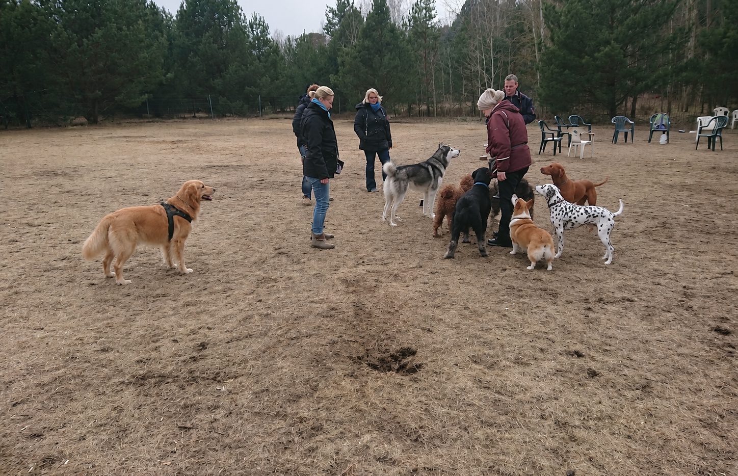 Hunde im eingezäunten Waldgebiet Kleine Tränke