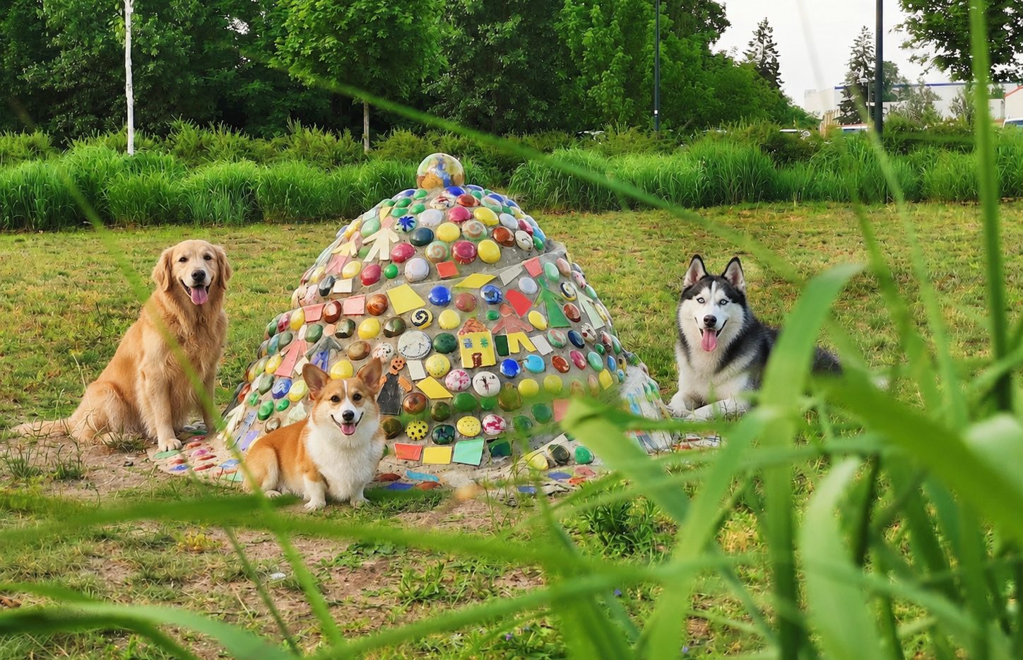 Hunde beim Spielen im Waldgebiet