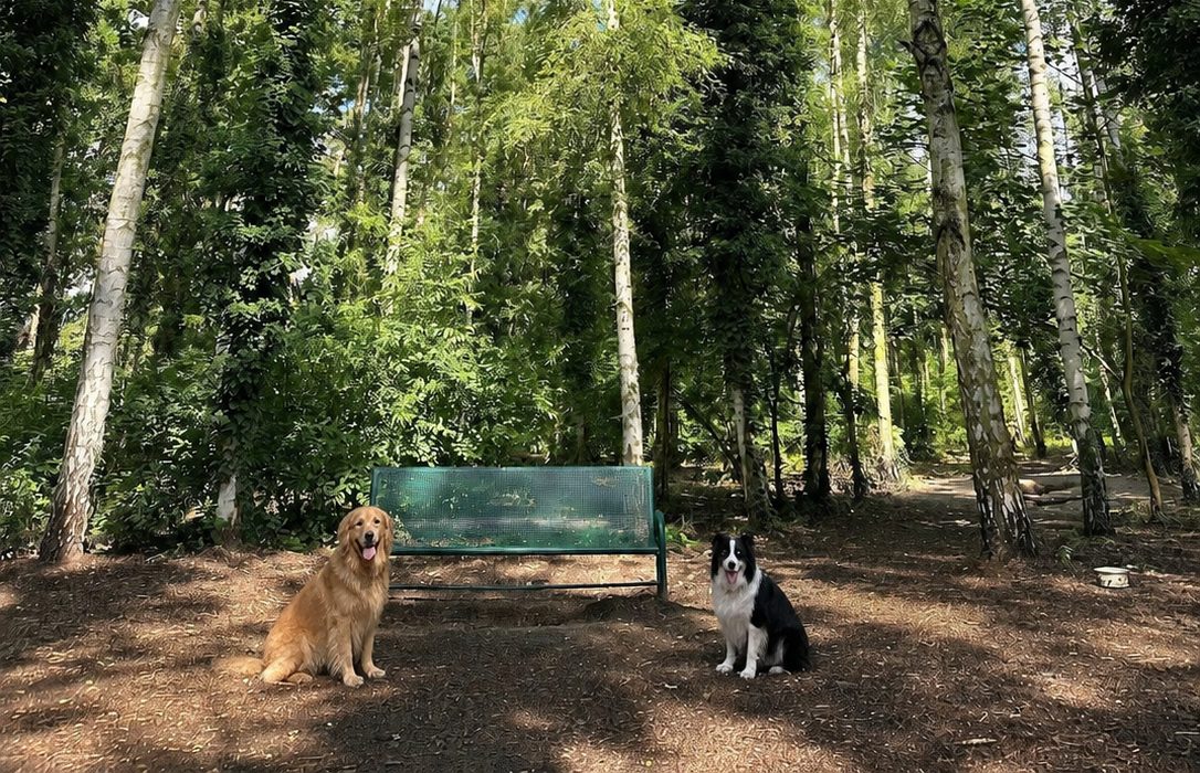 Hunde im Waldstück in Wildau