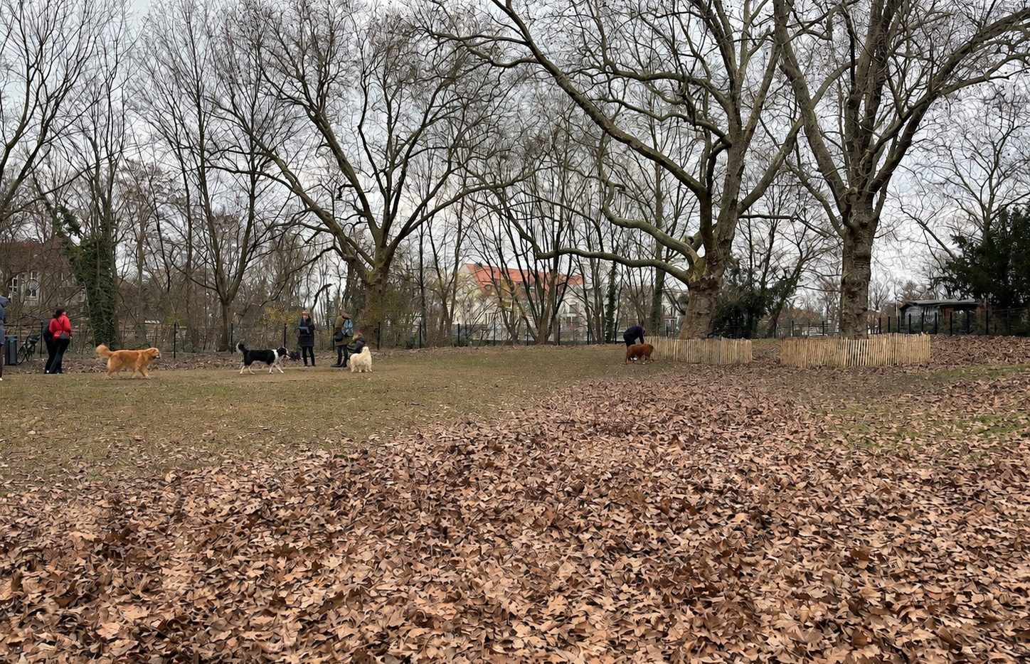 Hunde auf der Fläche am Barnackufer
