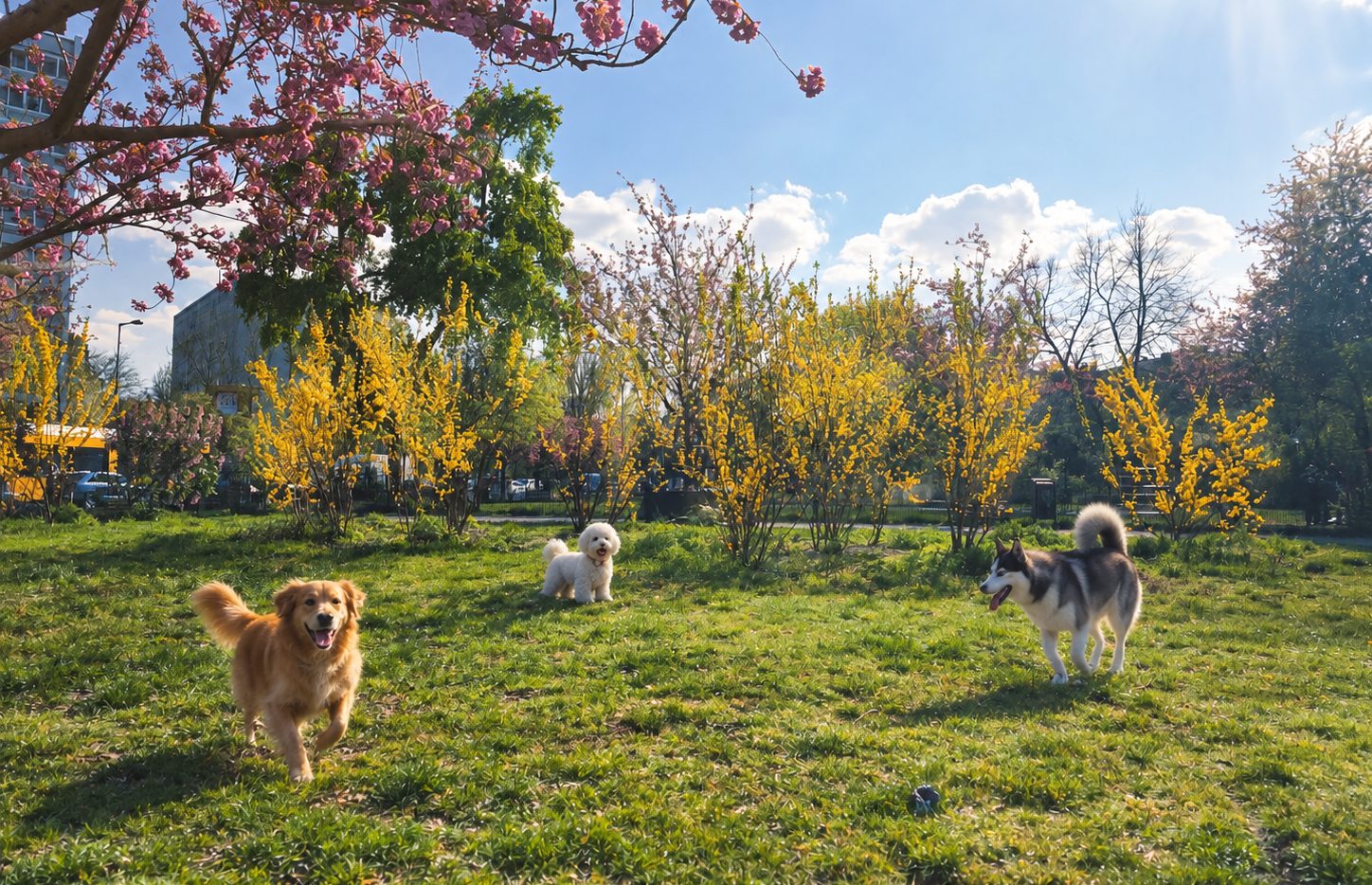 Hunde auf der Fläche an der Frankfurter Allee