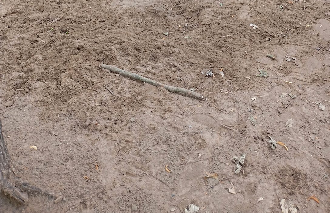 Hunde auf der Fläche am Spandauer Damm
