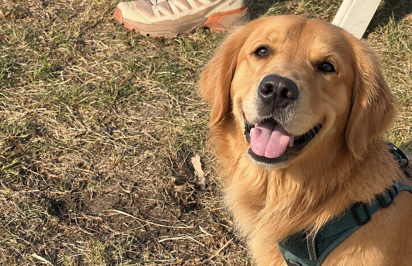 Hunde auf dem Vereinsplatz im Kirchsteigfeld
