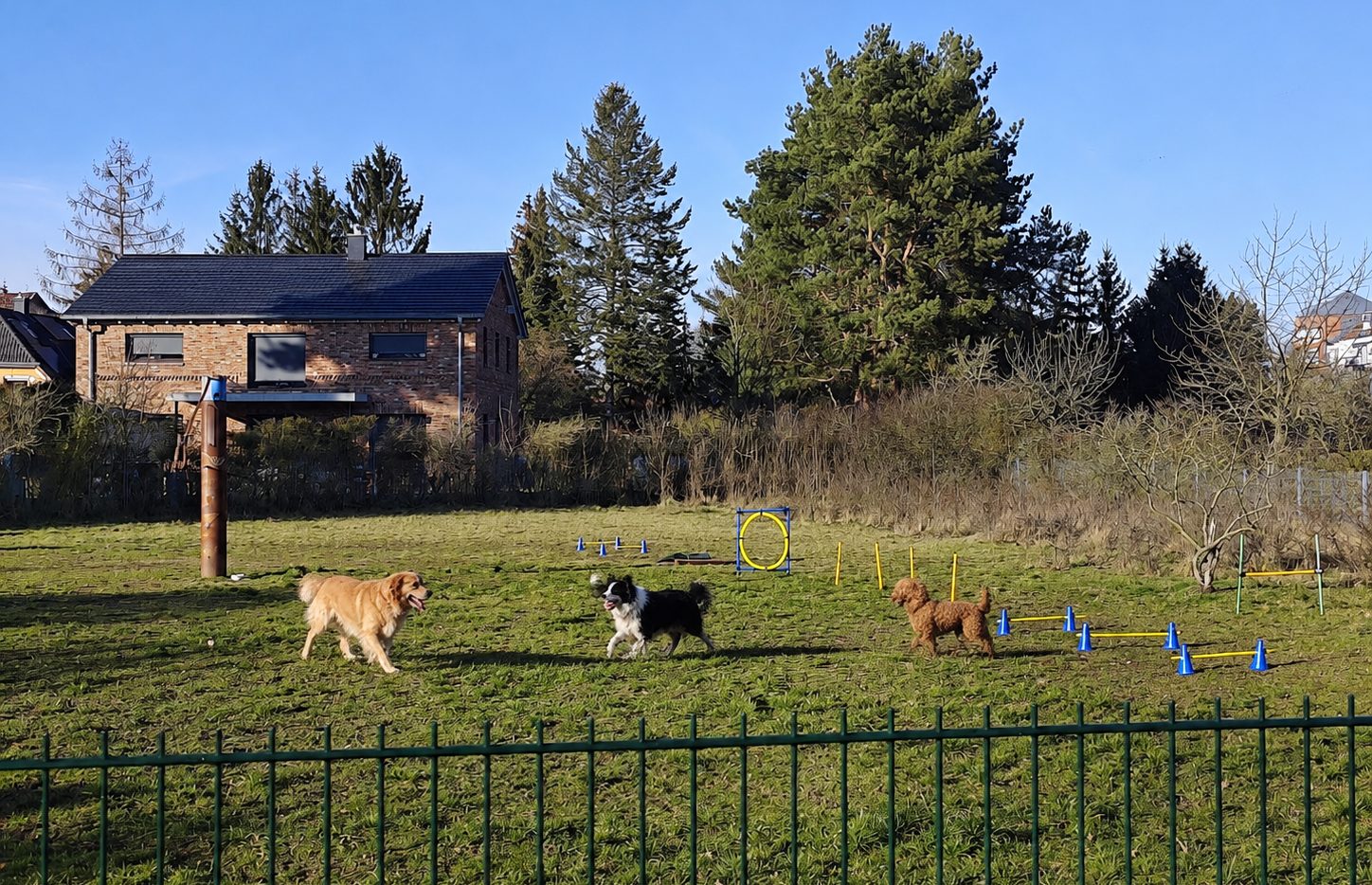 Hunde beim Spielen auf dem Vereinsplatz