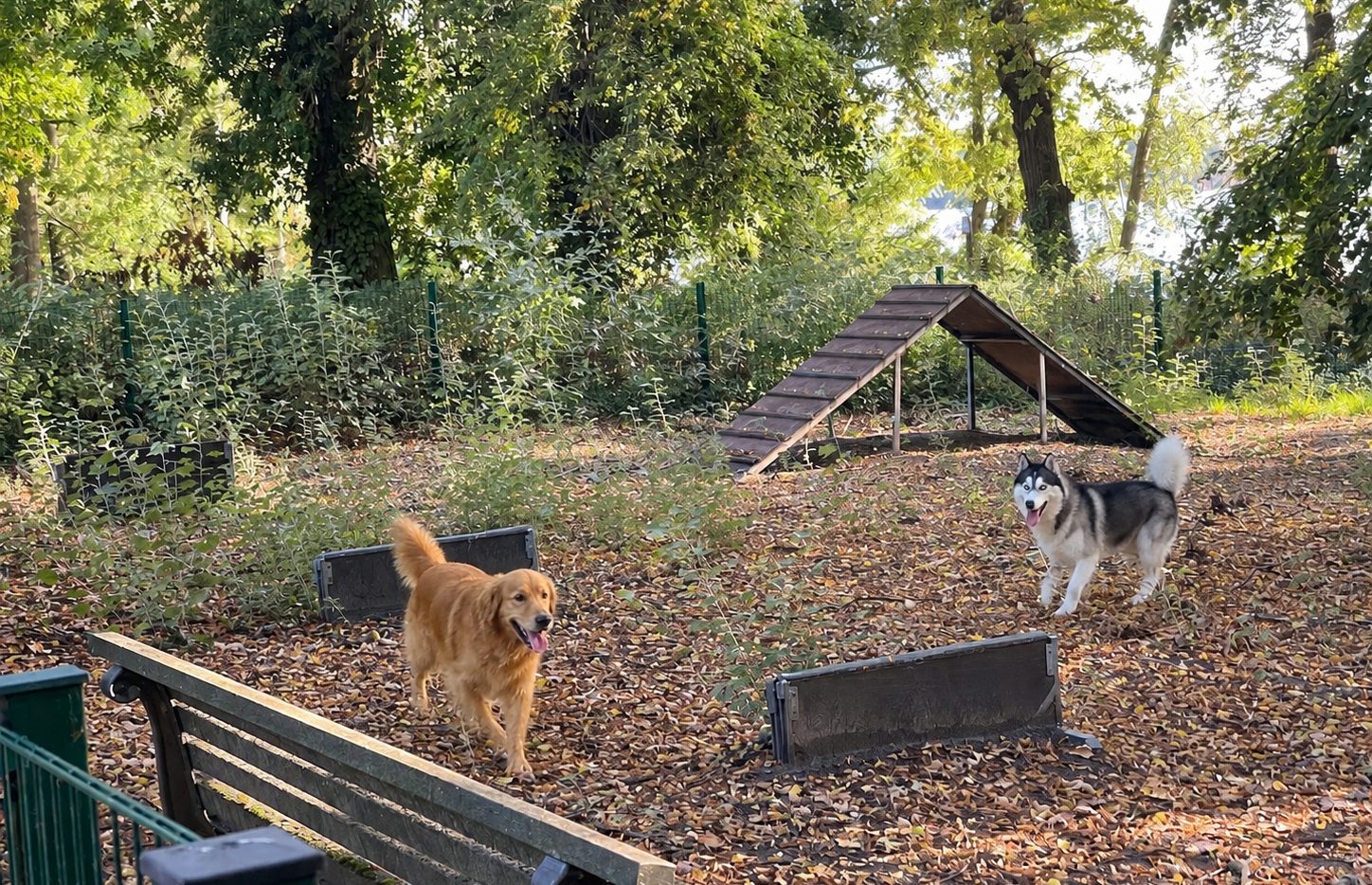 Hunde auf der Fläche des Hundegartens