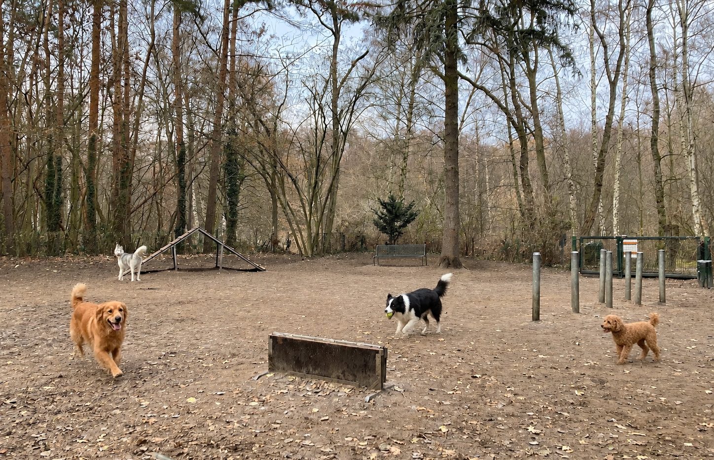 Hunde beim Spielen auf dem Gelände