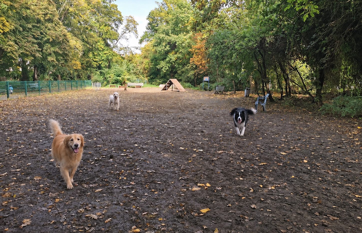 Hund auf dem Platz