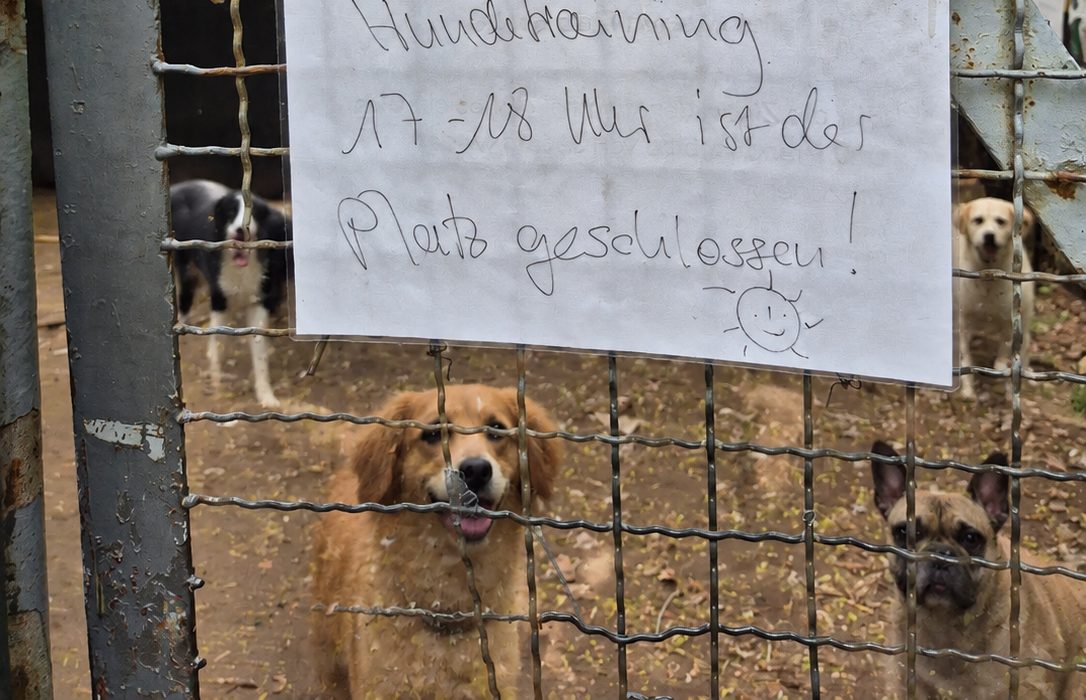 Hunde hinter dem Tor des Hundegartens