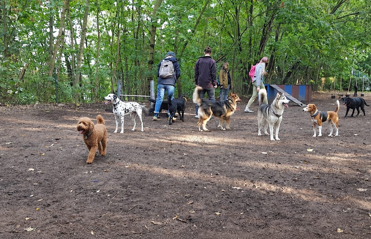 Hunde beim Spielen auf dem Gelände