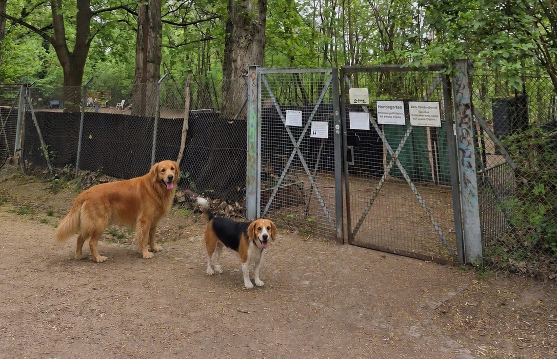 Zwei Hunde am Tor des Hundegartens