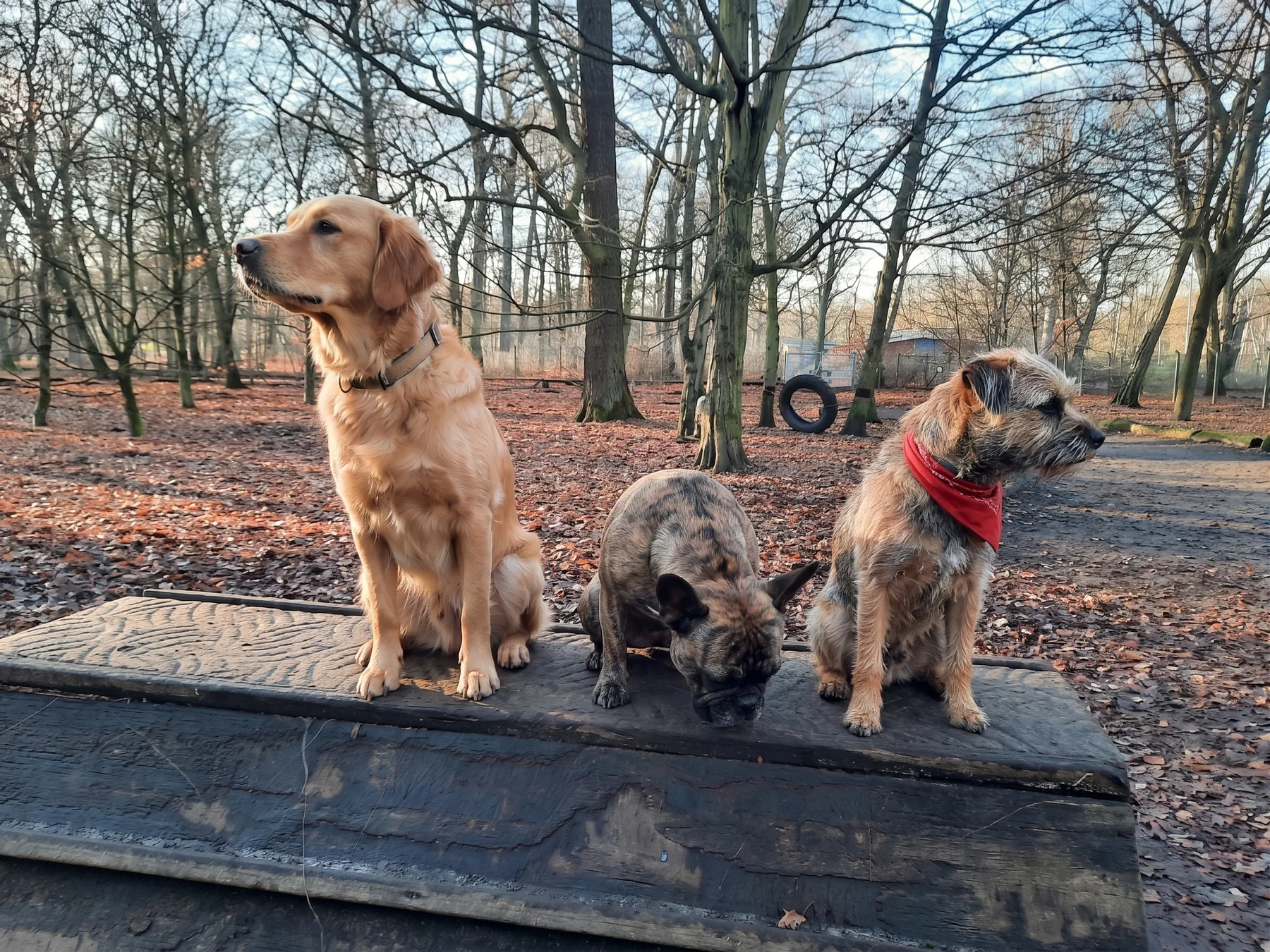 Drei Hunde auf einer hölzernen Plattform in der bewaldeten Freilauffläche