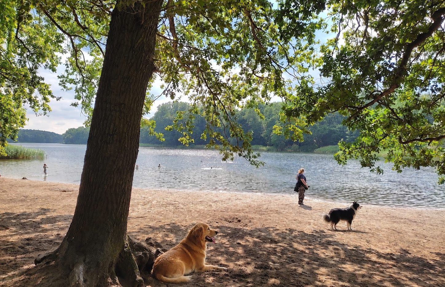 Hunde auf der Fläche am Hundekehlefenn