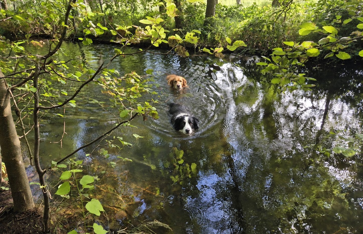 Hund auf dem Platz