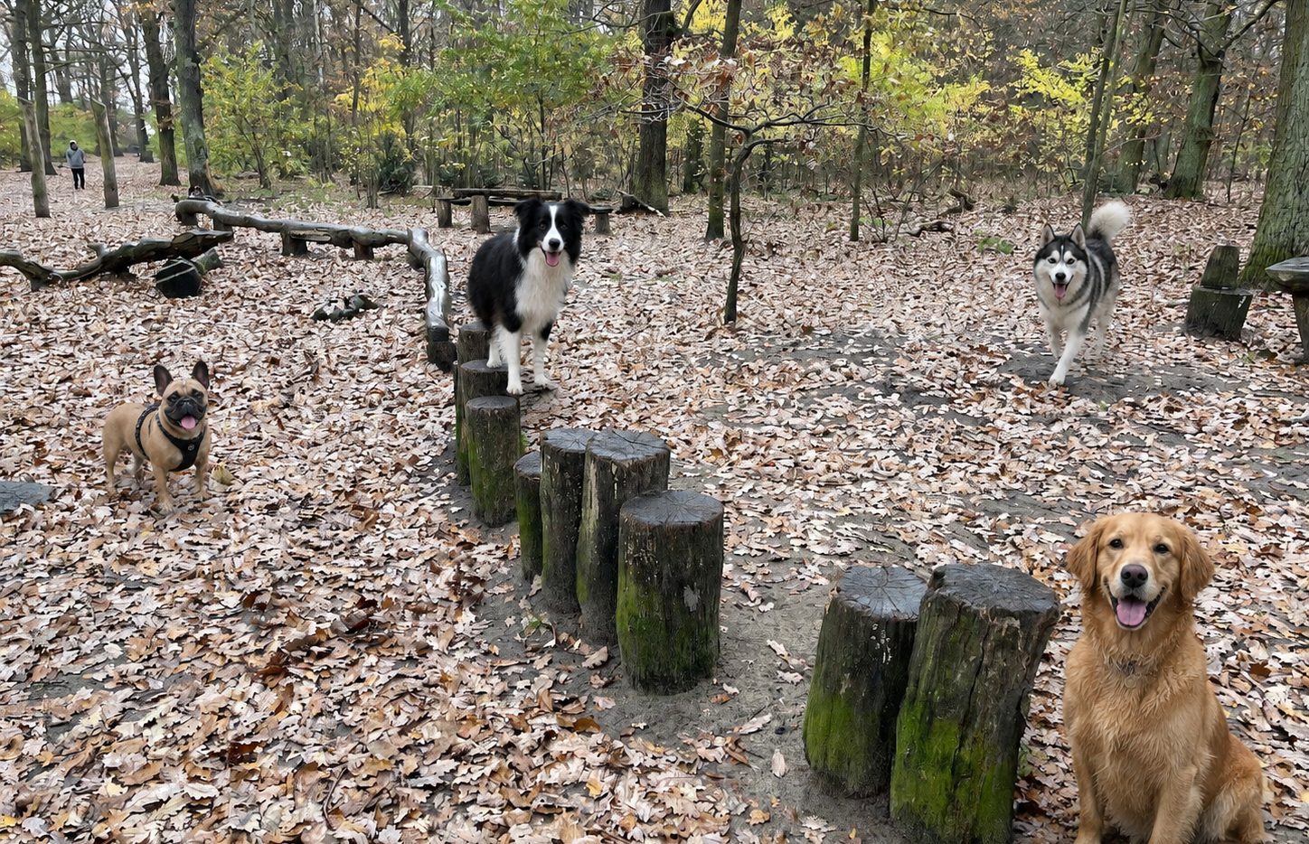 Hunde auf dem Parcours am Werdohler Weg