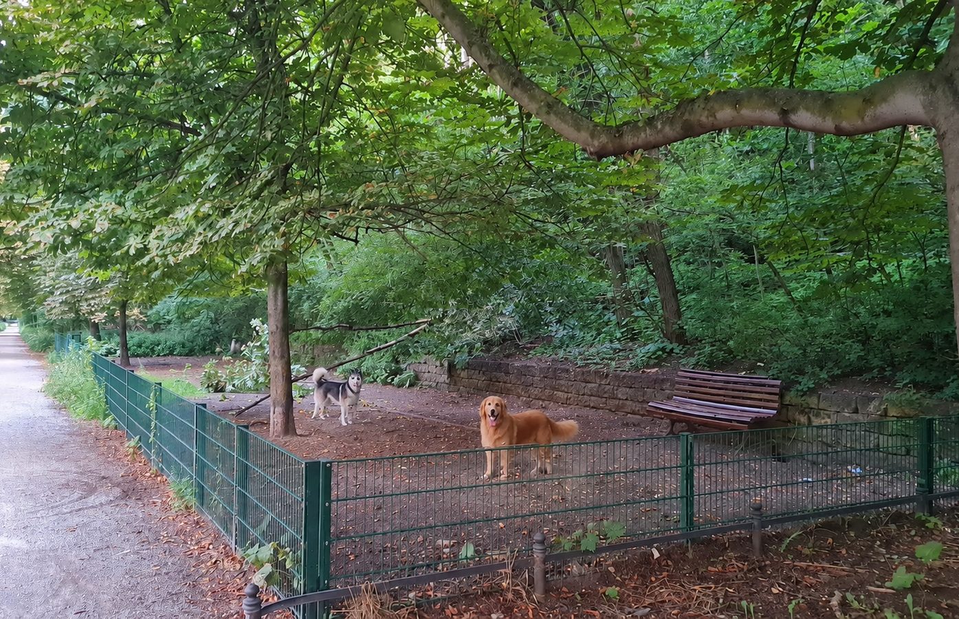 Hunde auf der Fläche im Humboldthain