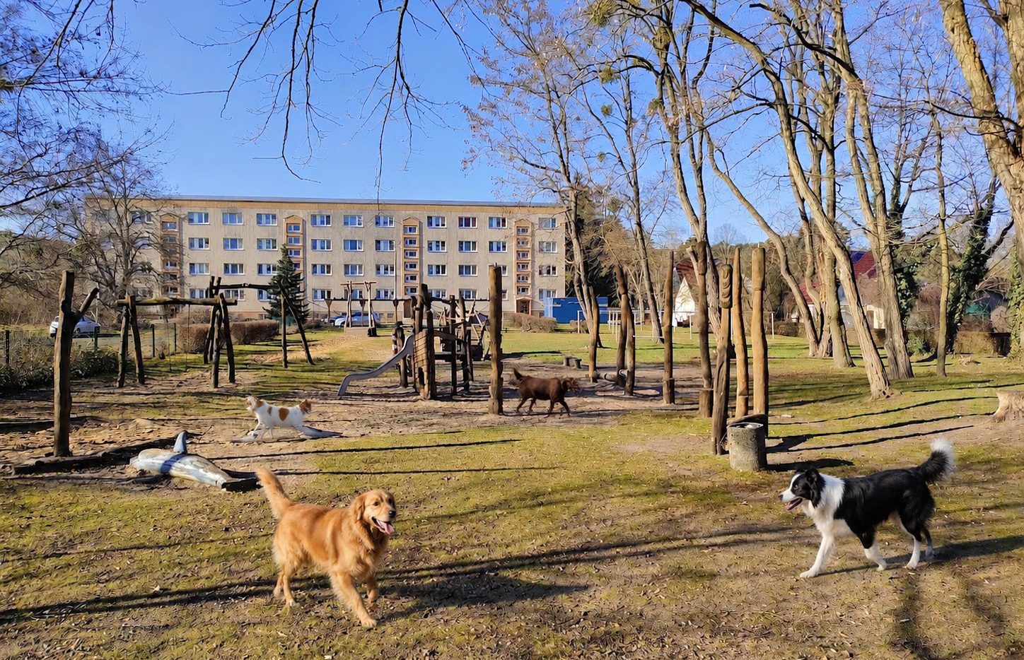Hunde auf der weiten Fläche in Luckenwalde