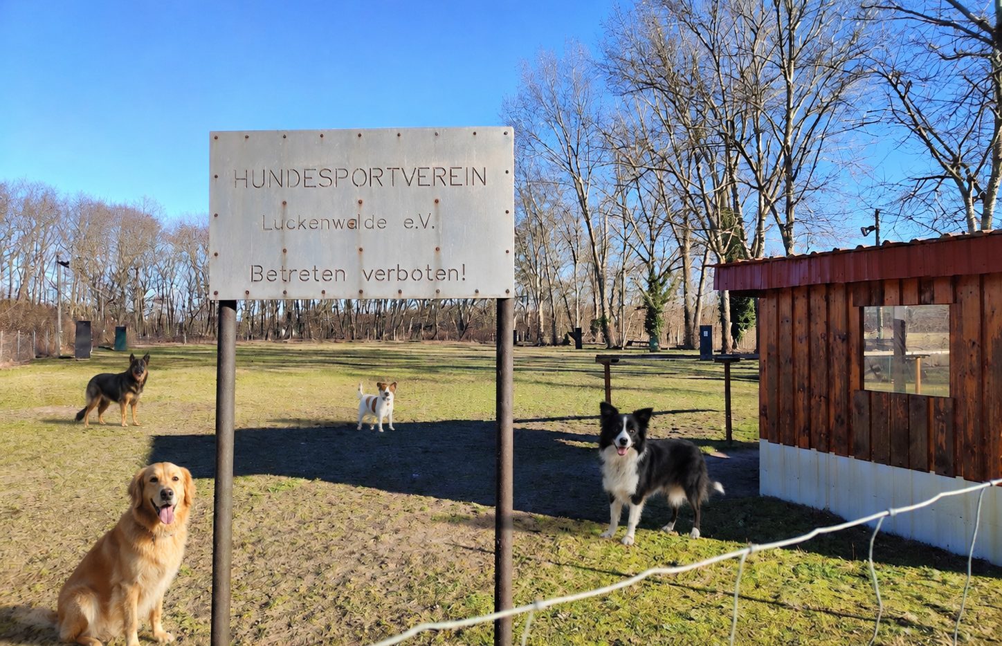 Hunde beim Spielen auf dem Parcours