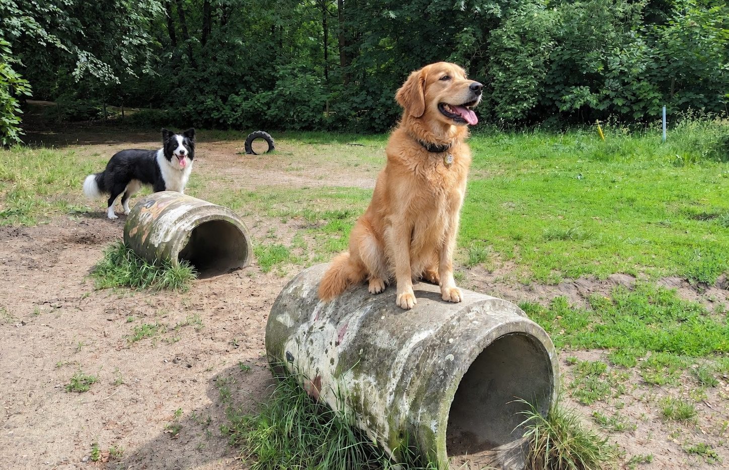 Hunde auf dem Platz an der Jahnstraße
