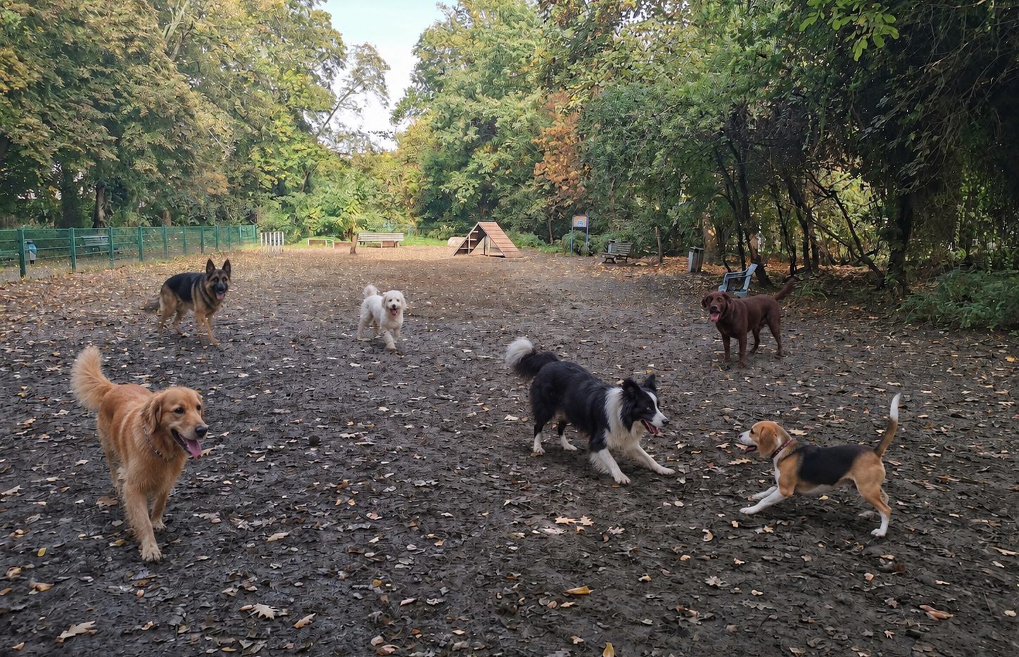 Hunde beim Spielen auf dem Gelände
