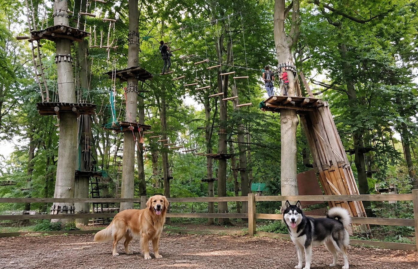 Hunde auf dem Rasenplatz an der Lutoner Straße