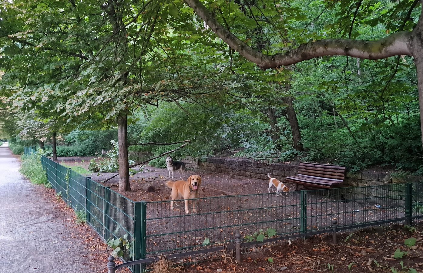 Hunde beim Spielen auf dem Rasen