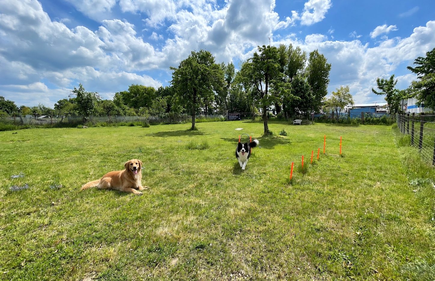 Hund beim Training auf dem Platz