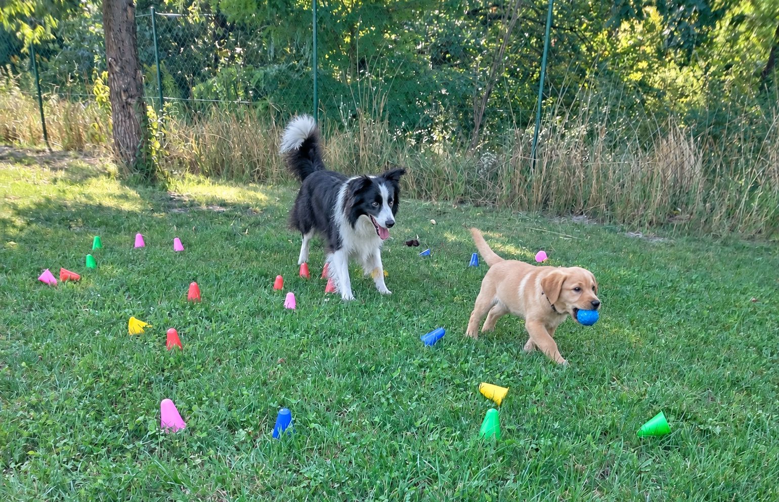 Hund auf dem Trainingsplatz