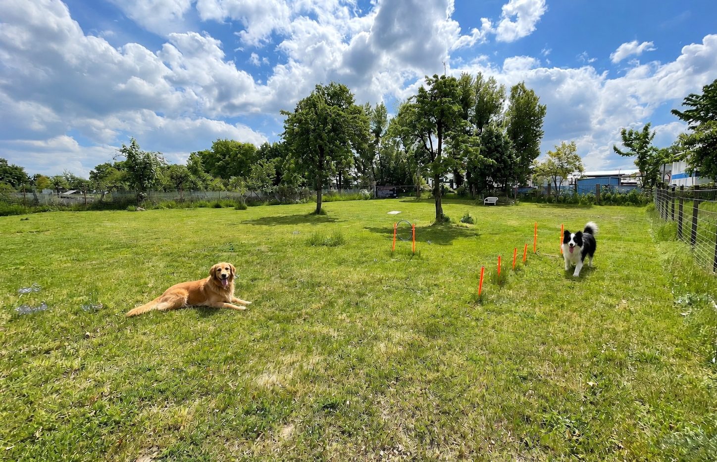 Hunde auf der Wiese am Babelsberger Park