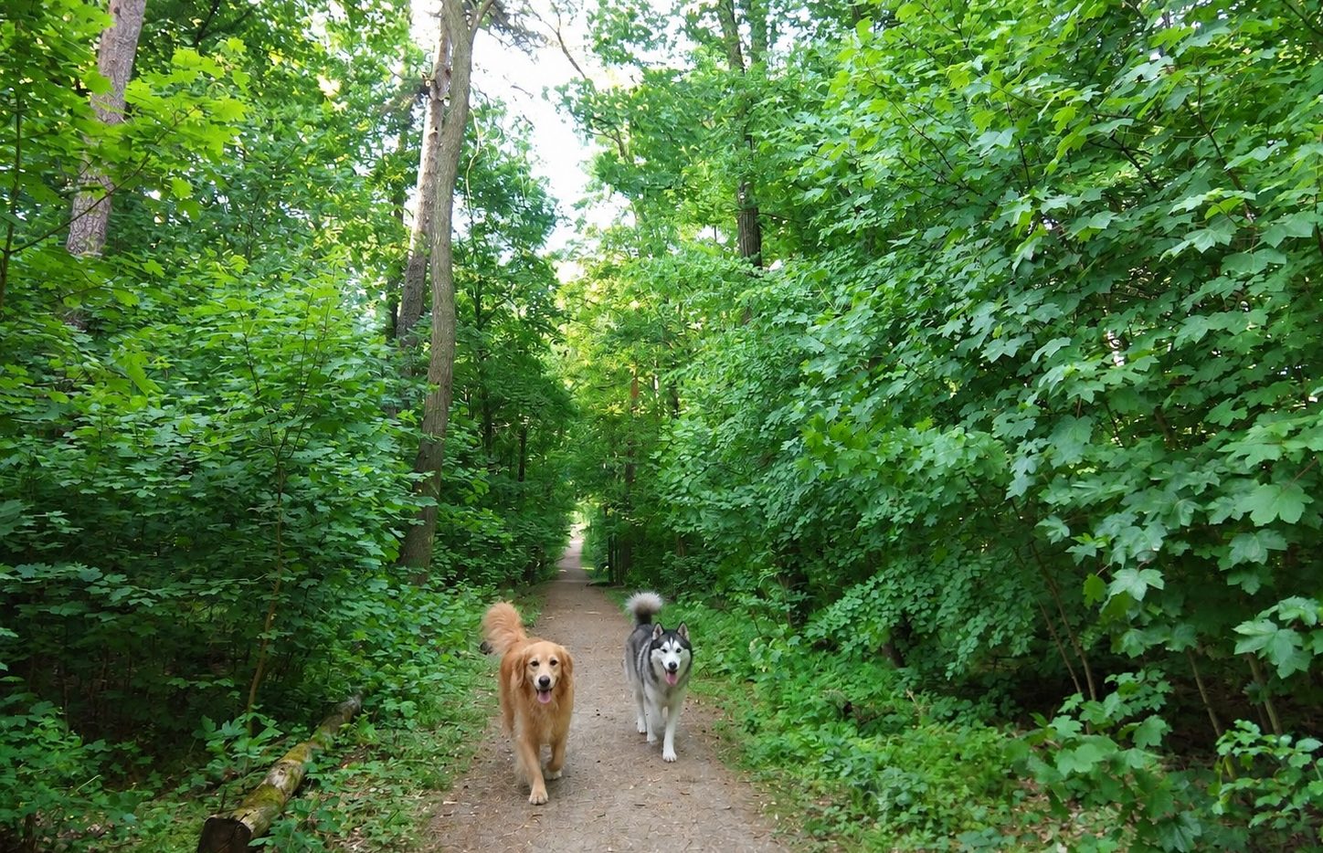 Hunde beim Spielen auf der Wiese