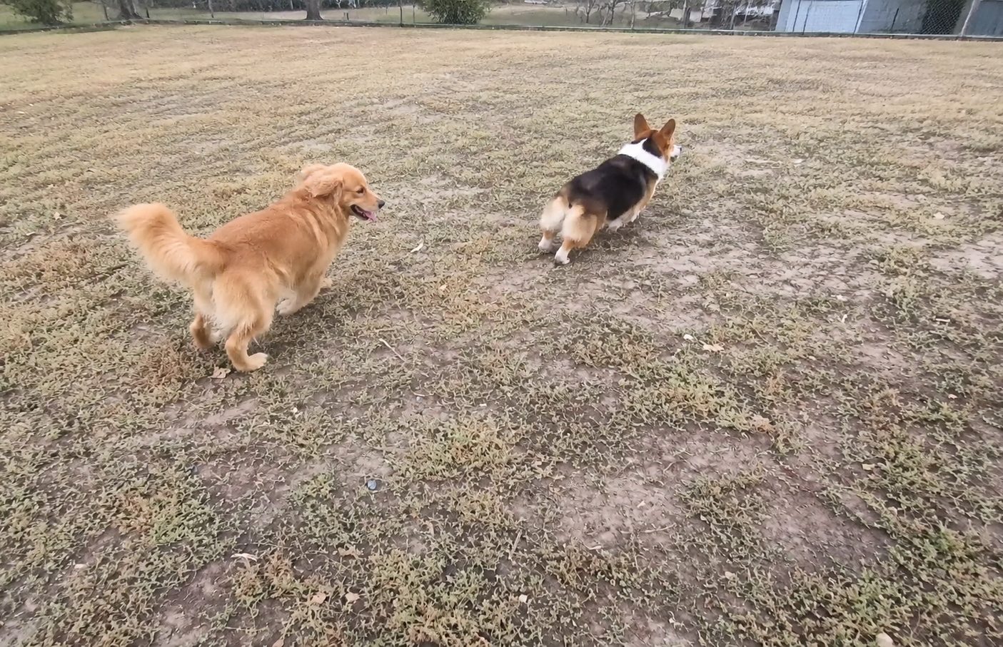 Hund auf der Wiese