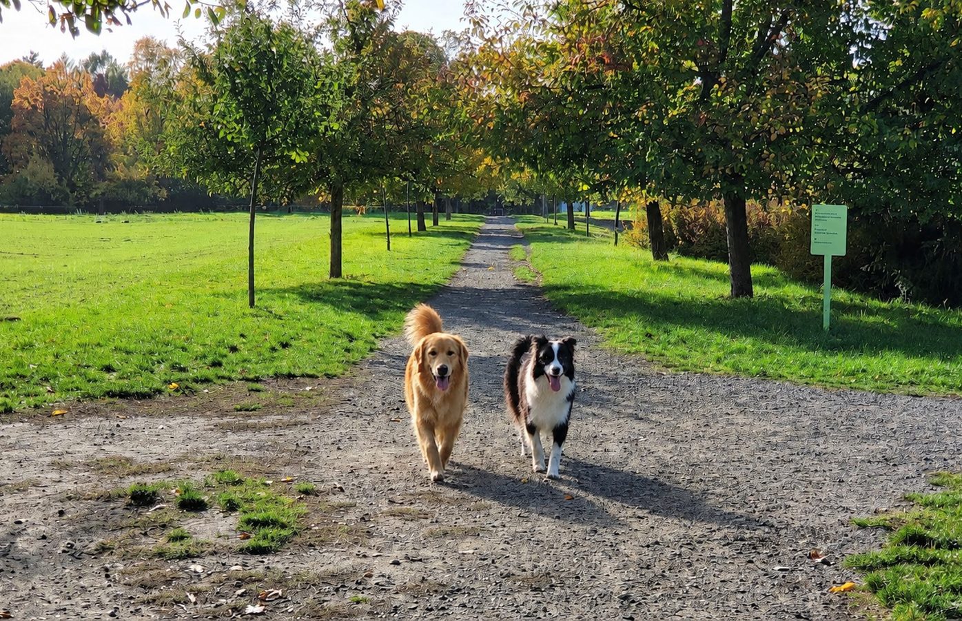 Hunde auf dem Trainingsplatz am Schillingweg